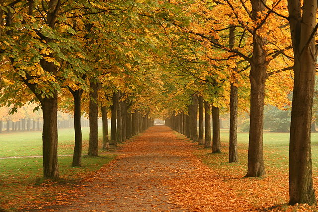 Autumn_trees_in_Dresden